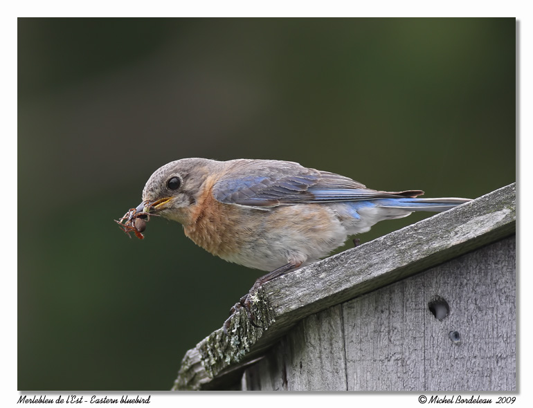 Merle bleu de lest <br/> Eastern bluebird