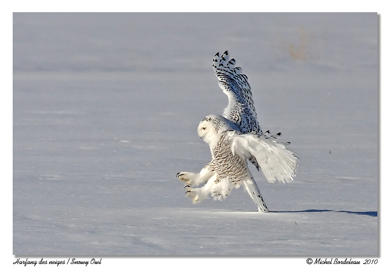 Harfang des neiges <br/> Snowy owl