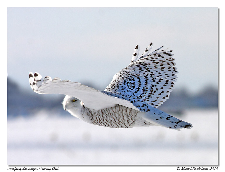 Harfang des neiges <br/> Snowy owl