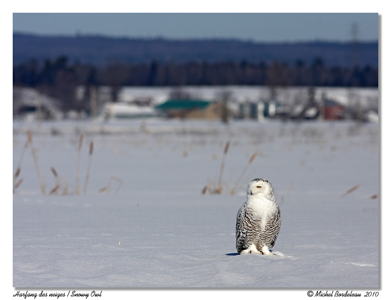 Harfang des neiges <br/> Snowy owl