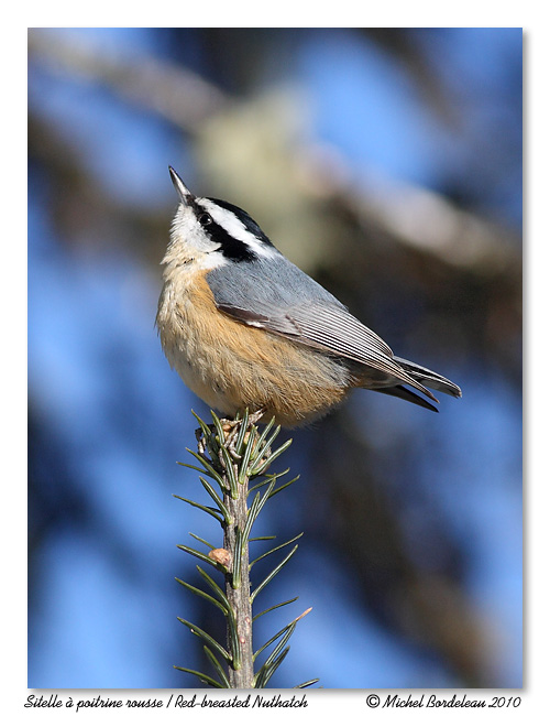Sitelle  poitrine rousse <br> Red breasted nuthatch