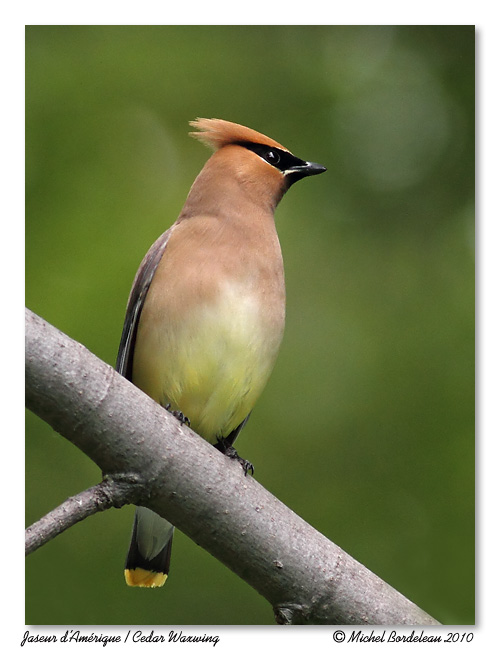 Jaseur dAmrique <br> Cedar waxwing