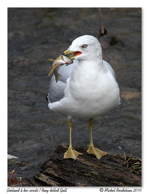 Goland  bec cercl <br> Ring-billed Gull