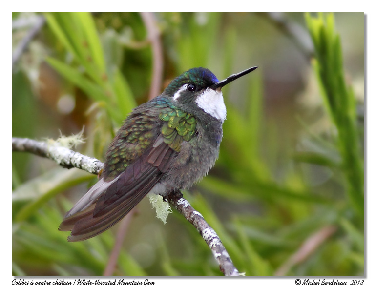 Colibri  ventre chtain<br/>White-throated Mountain Gem