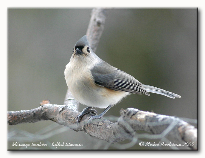 Msange bicolore - tufted titmouse