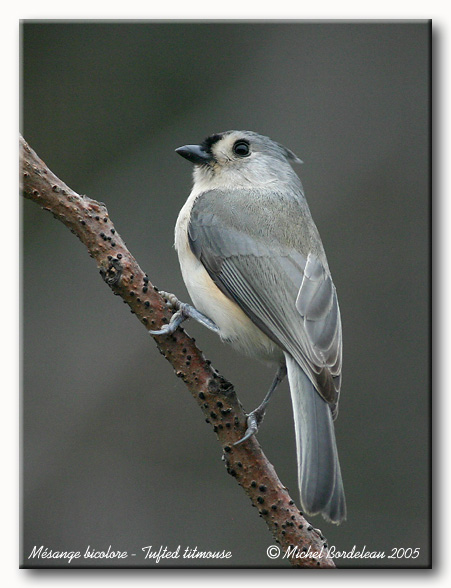 Msange bicolore - tufted titmouse