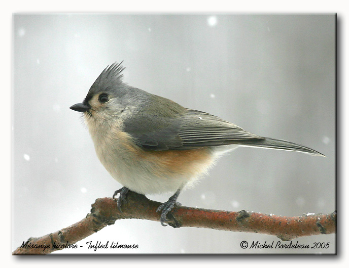 Msange bicolore - Tufted titmouse