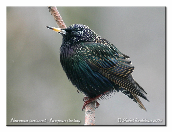 tourneau sansonnet - European starling