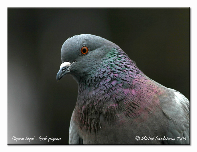 Pigeon biset <br/> Rock dove