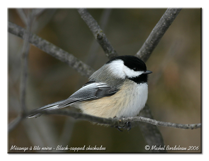 Msange  tte noire - Black capped chickadee