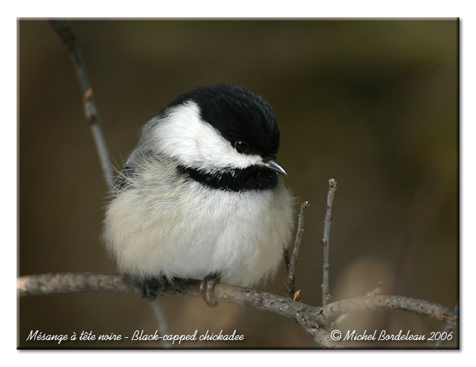 Msange  tte noire - Black capped chickadee