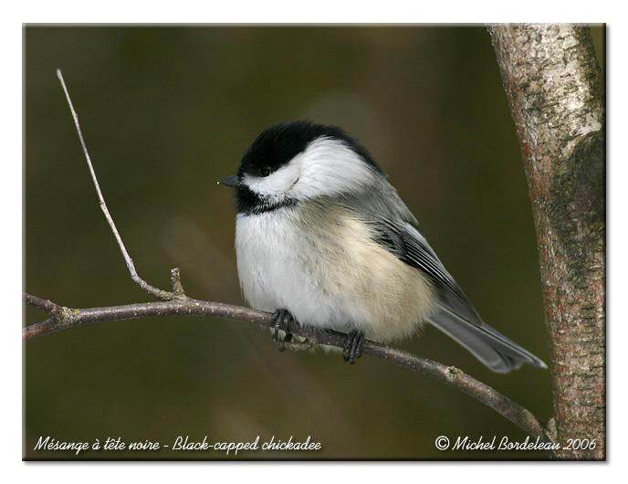 Msange  tte noire - Black capped chickadee