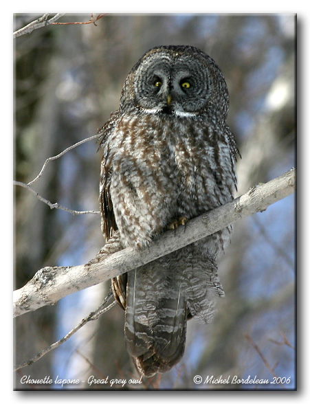 Chouette lapone - Great grey owl