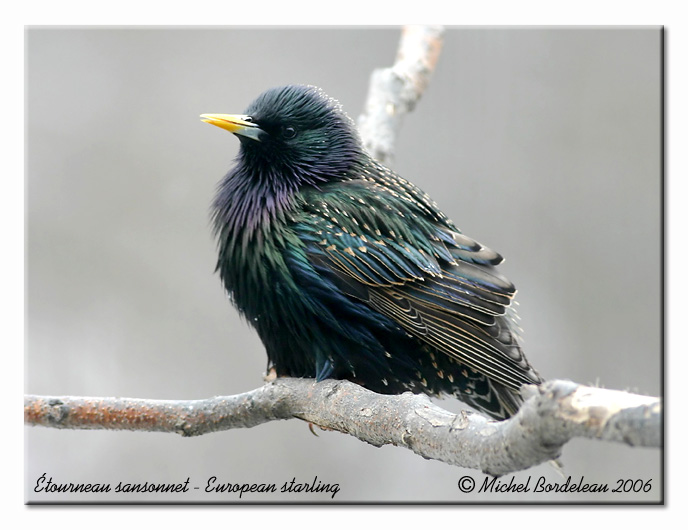 tourneau sansonnet - European starling