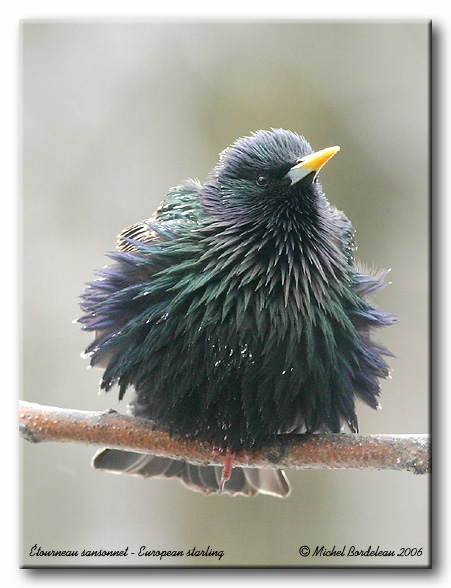 tourneau sansonnet - European starling