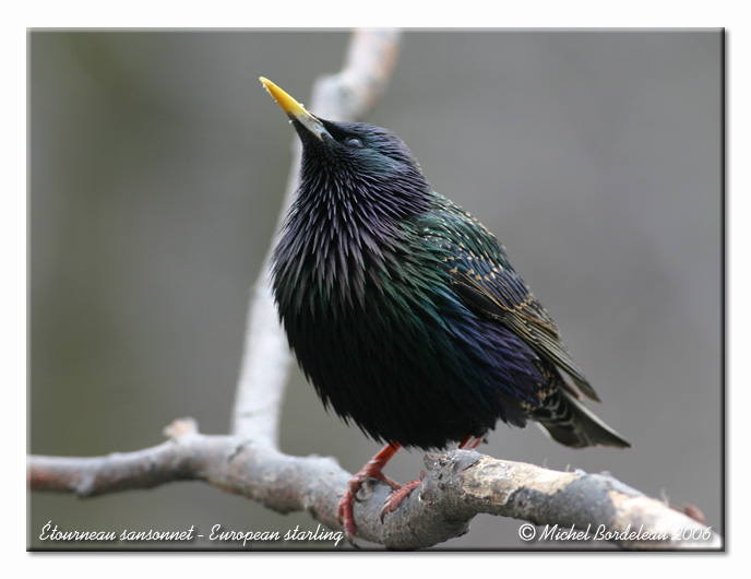 tourneau sansonnet - European starling