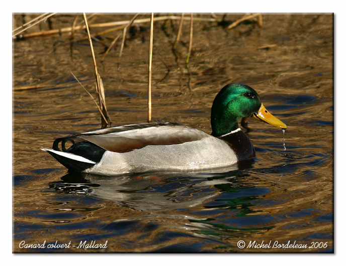 Canard colvert - Mallard