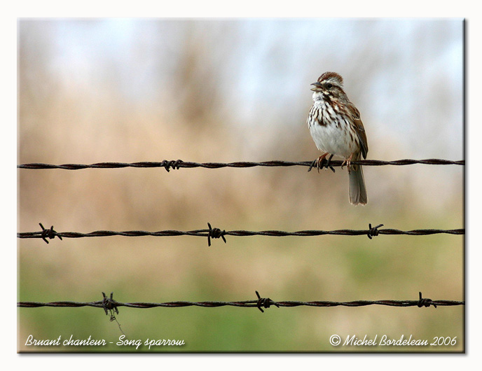 Bruant chanteur - Song sparrow