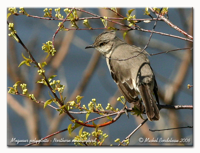 Moqueur polyglotte - Northern mockingbird