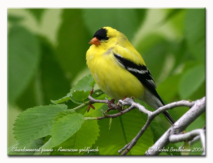 Chardonneret jaune - American goldfinch