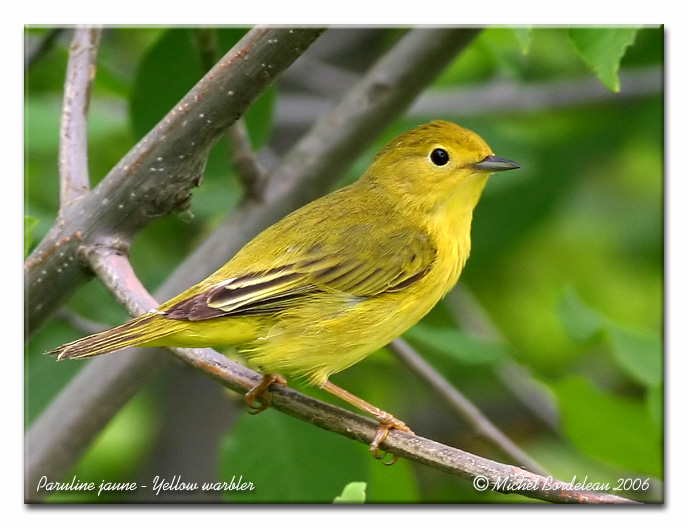 Paruline jaune - Yellow warbler