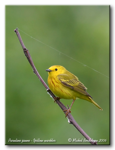 Paruline jaune <br/> Yellow warbler