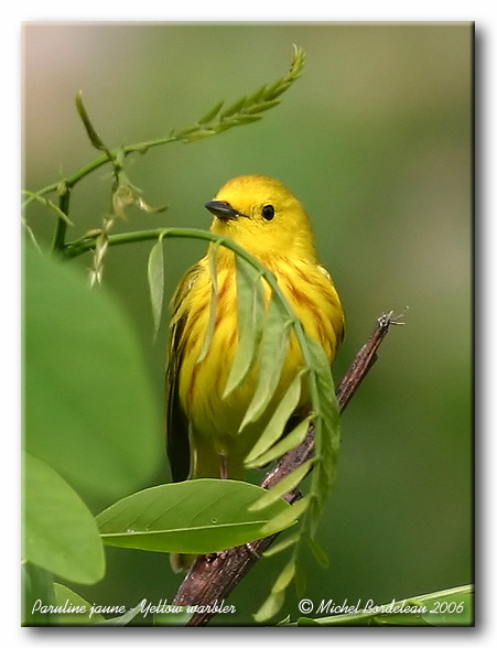 Paruline jaune <br/> Yellow warbler