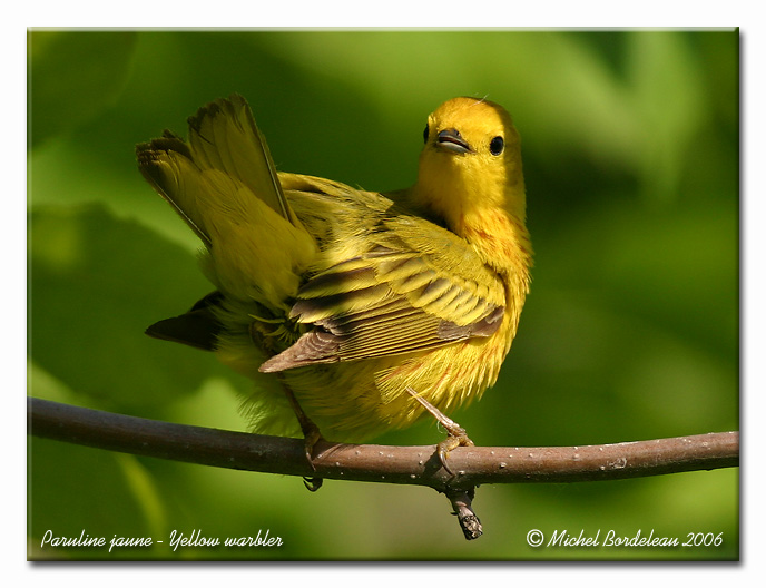 Paruline jaune - Yellow warbler