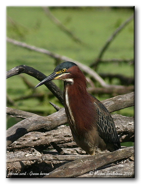 Hron vert - Green heron