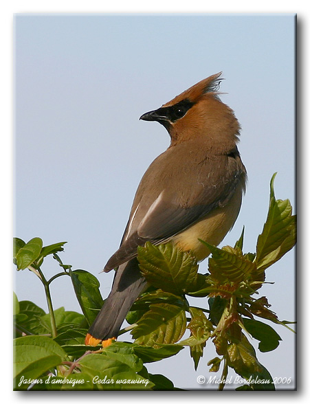 Jaseur damrique - Waxwing