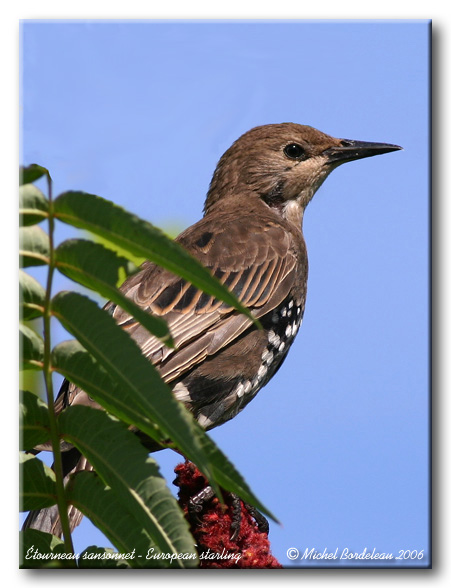 tourneau sansonnet - European starling