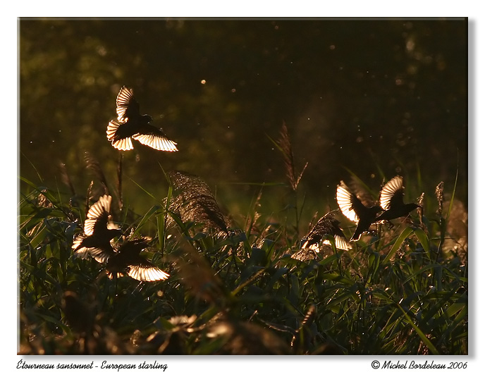 tourneau sansonnet - European starling