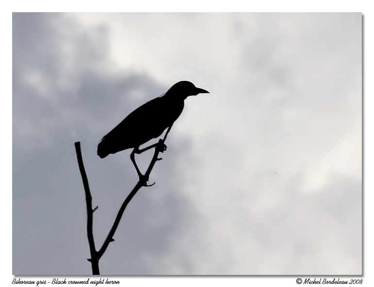 Bihoreau gris <br/> Black crowned night heron