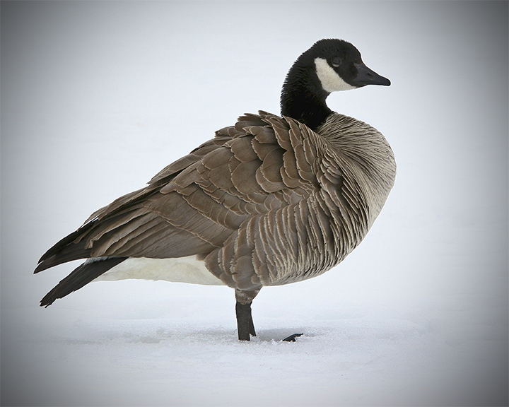 The Returning of the Canadas