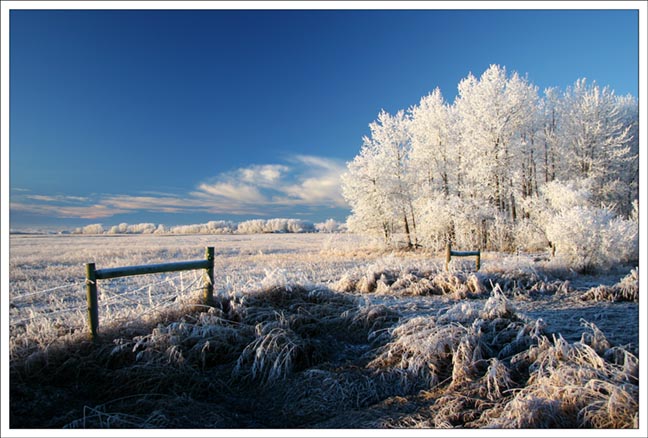 Frosty Morning