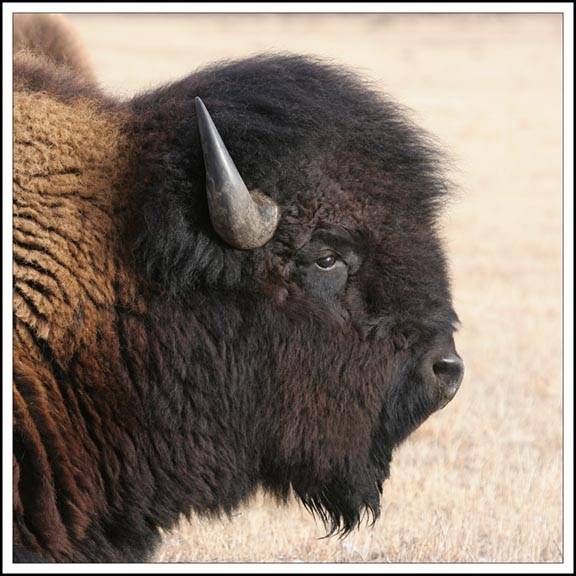 King of the Herd