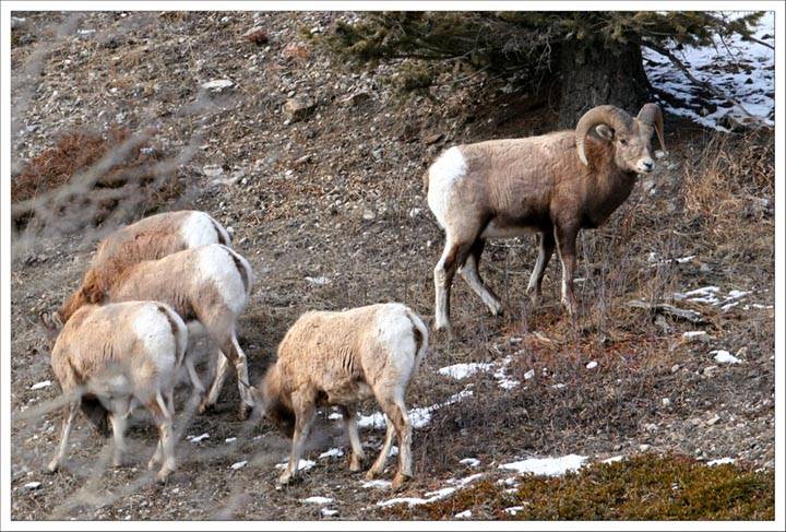Rocky Mountain Big Horn Sheep