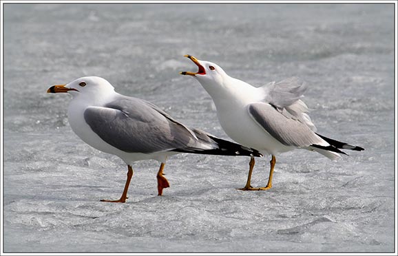 Seagulls