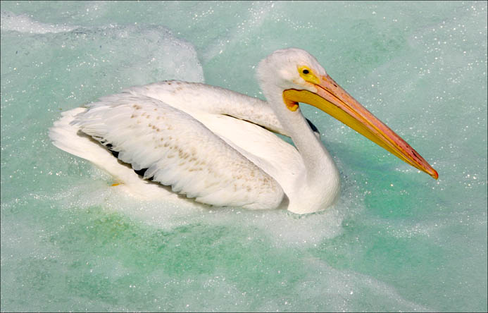 Swimming the Surf