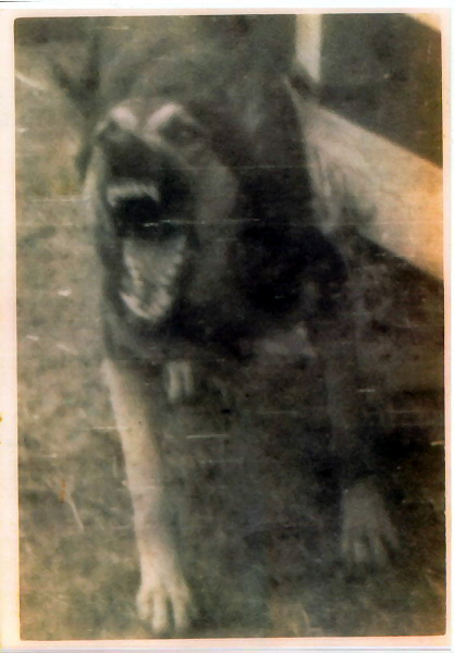 USMC Scout Dog Prinz-0H12 (Viet Nam 66-67) Handler William Rowan