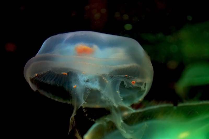Jellyfish 2.jpg