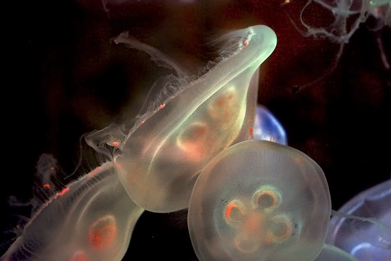 Jellyfish 4.jpg