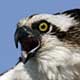 avatar osprey.jpg