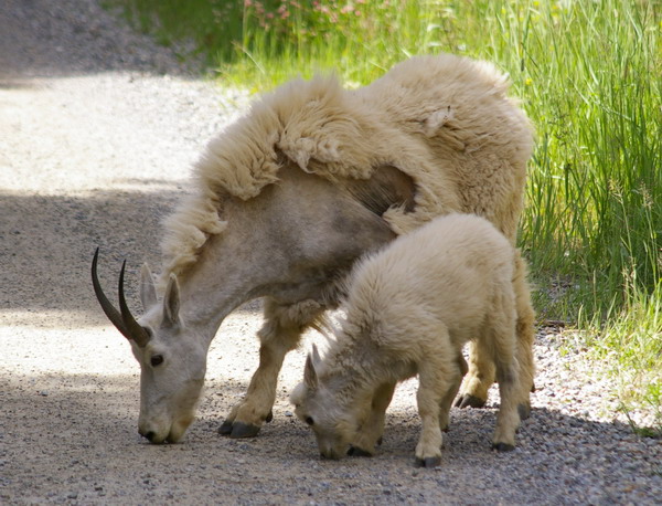 Mountain goat mother and kid licking the road treatment