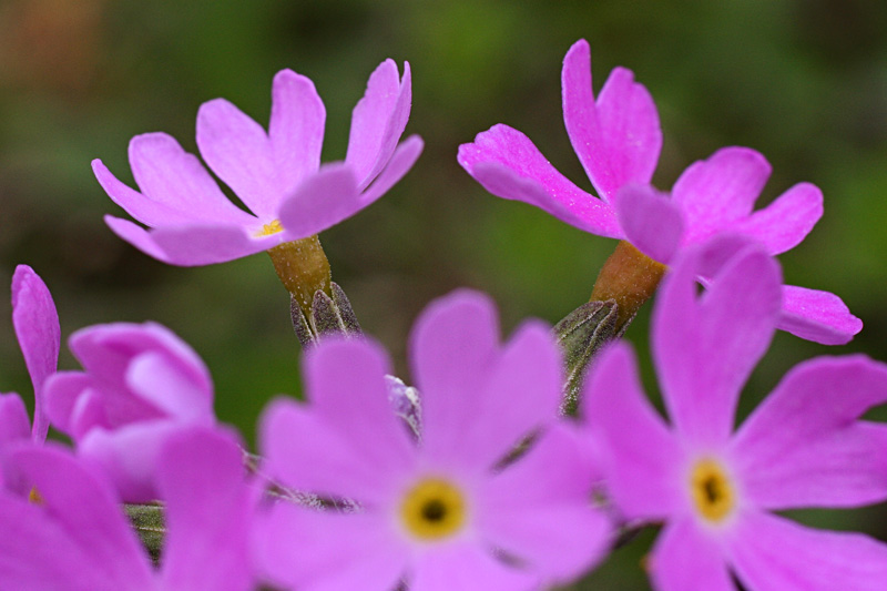 Spring in the Alps