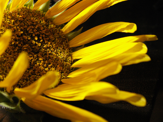 6-14-2010 Sunflower Decline 6.jpg