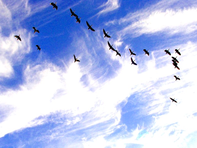 3-10-05 Black-Bellied Whistling Ducks.JPG