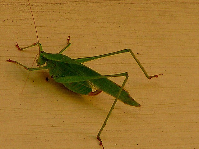 7-27-05 Five Legs.JPG
