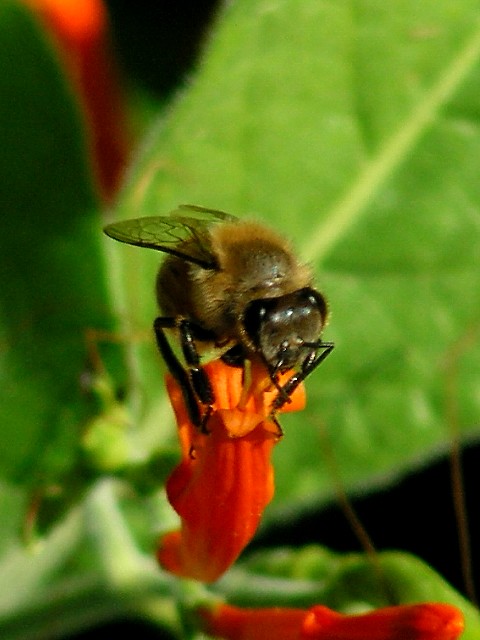 10-2005 Bee on Flower.JPG