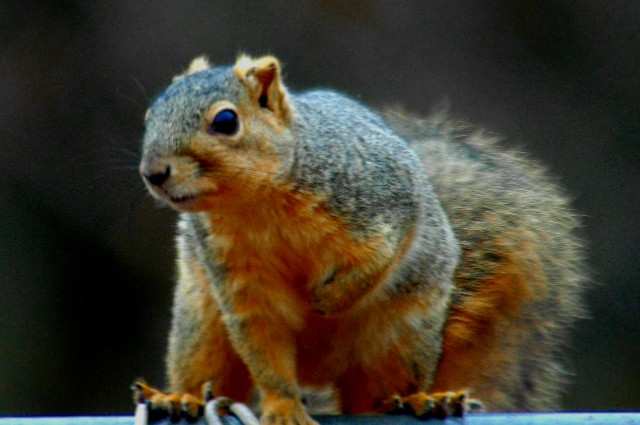 1-2006 Squirrel with Cropped Ears D70.JPG